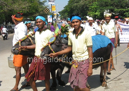 Kambala protes...
